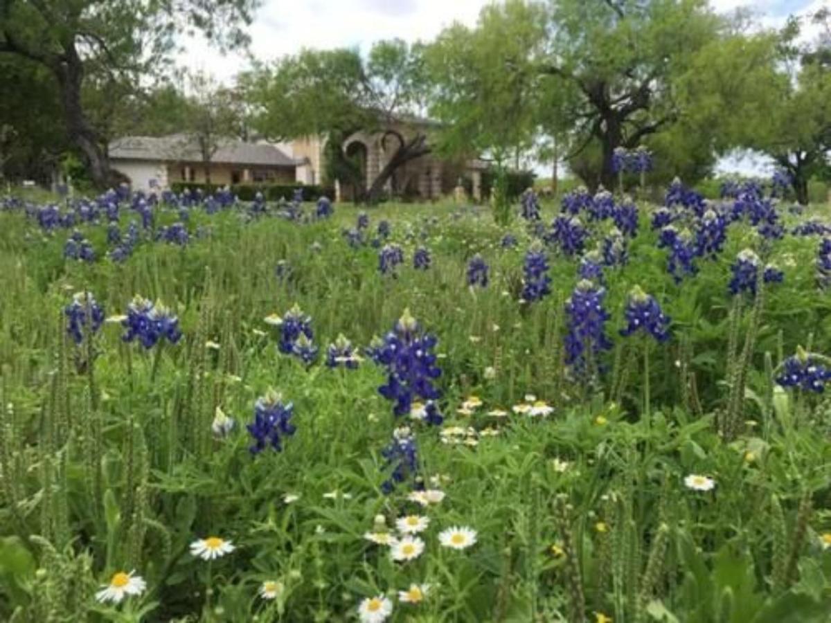 Live Oaks Bed And Breakfast Uvalde Eksteriør billede